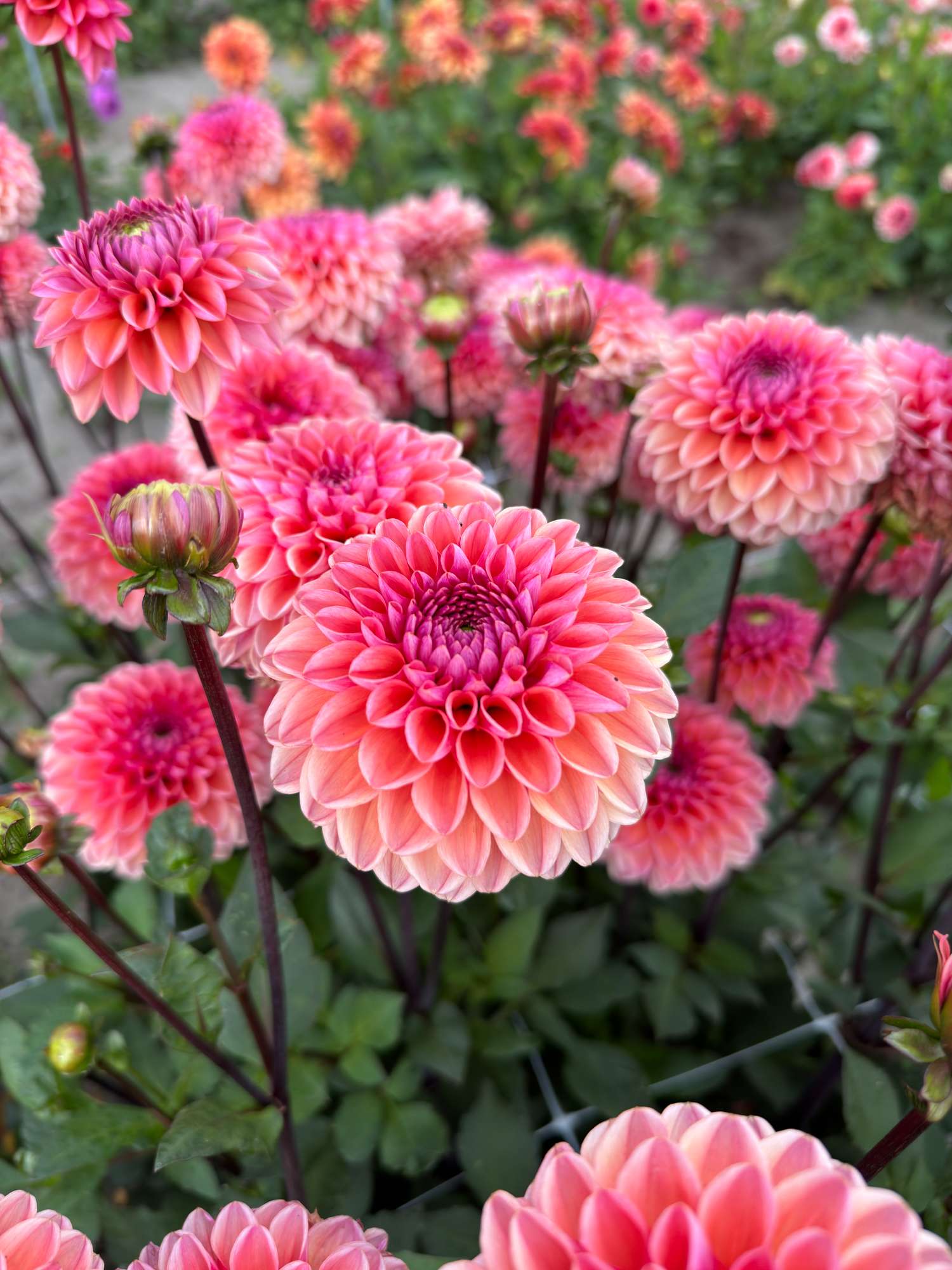 Dahlia 'Daisy Duke'